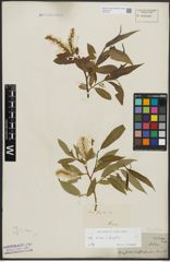 Foto von Salix alba L. x Salix fragilis L.